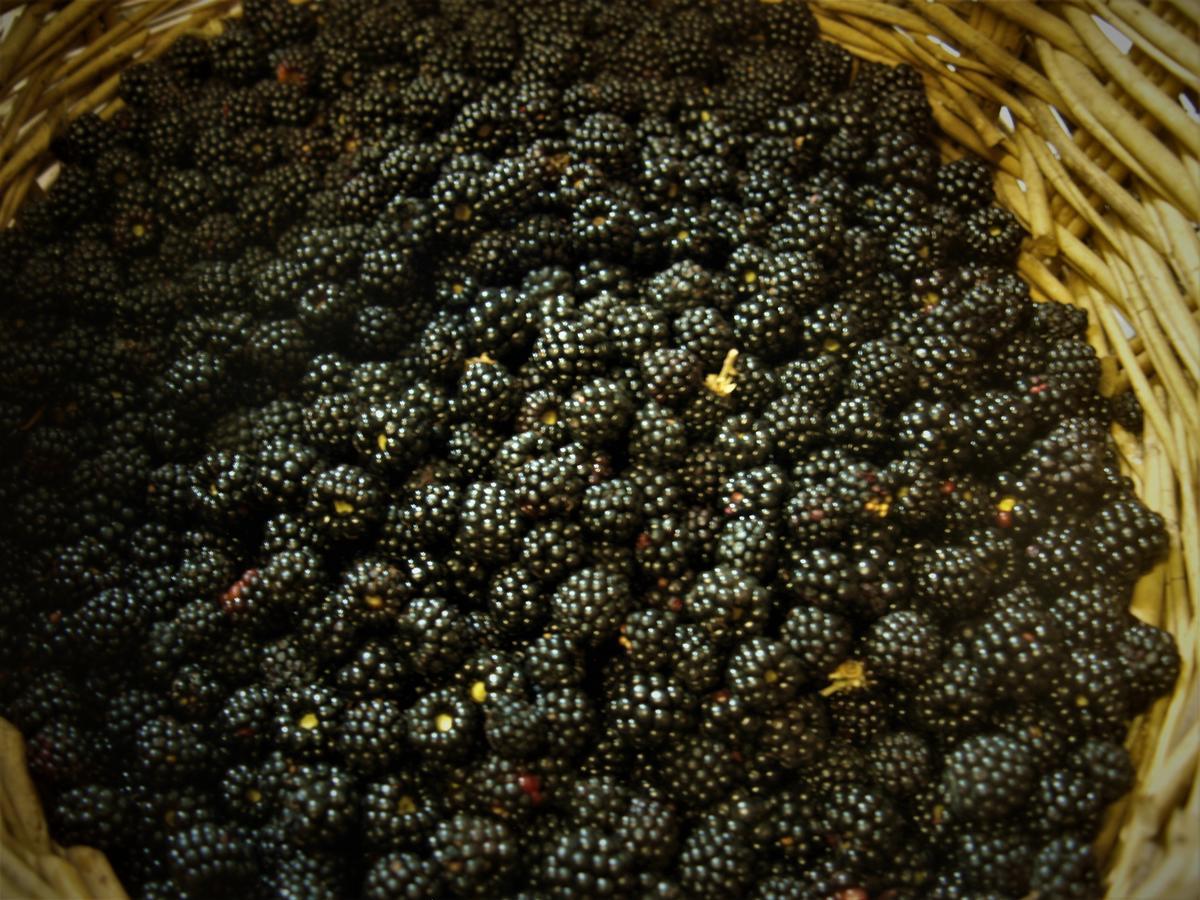 Agriturismo Becerca Vegan Serra San Quirico Exterior foto
